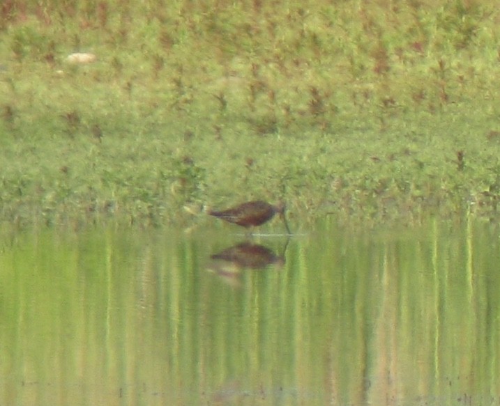 Hudsonian Godwit - Jethro Runco