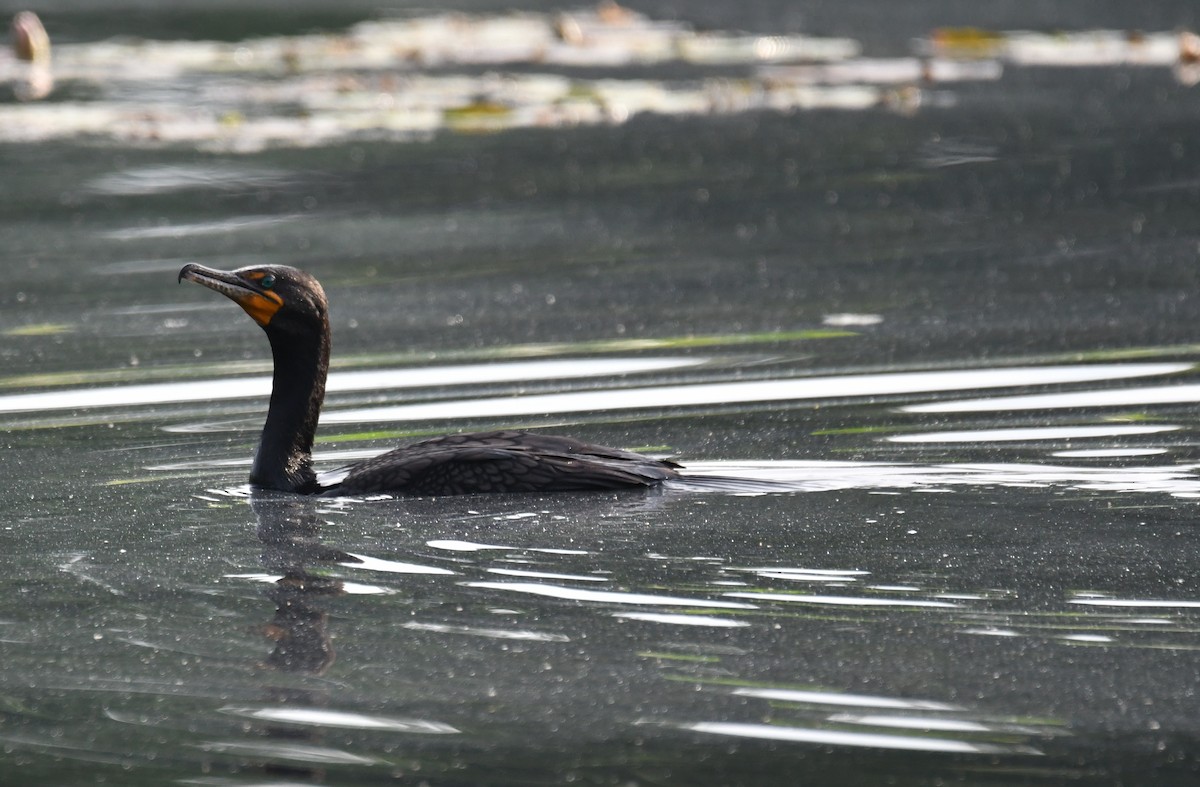 Double-crested Cormorant - ML246483211