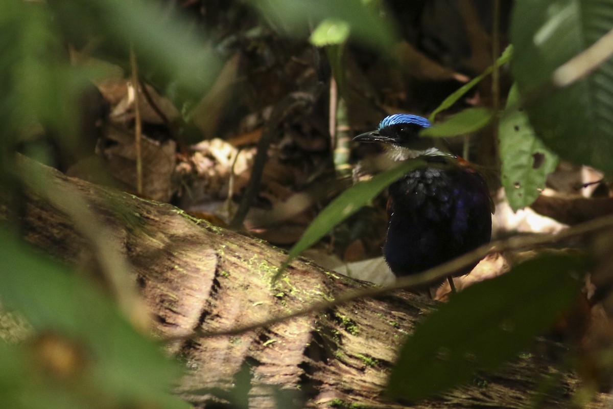 Blue-headed Pitta - Jonathan Eckerson