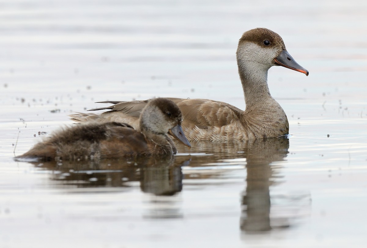 Red-crested Pochard - ML246483901