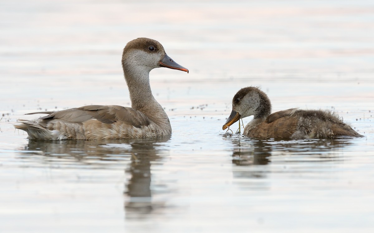 Red-crested Pochard - ML246483911