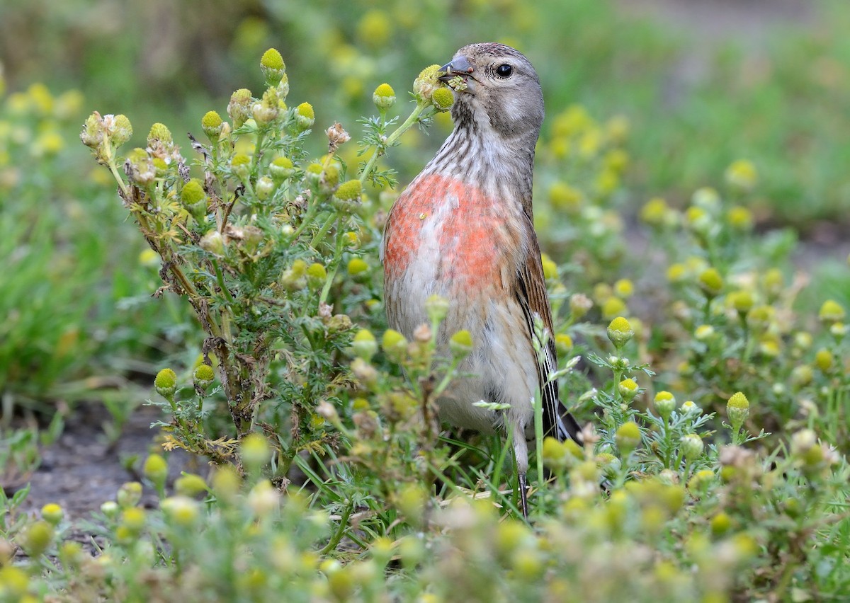 Eurasian Linnet - ML246484081