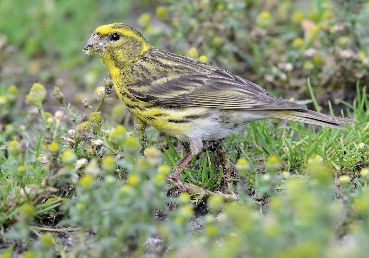 European Serin - ML246484151