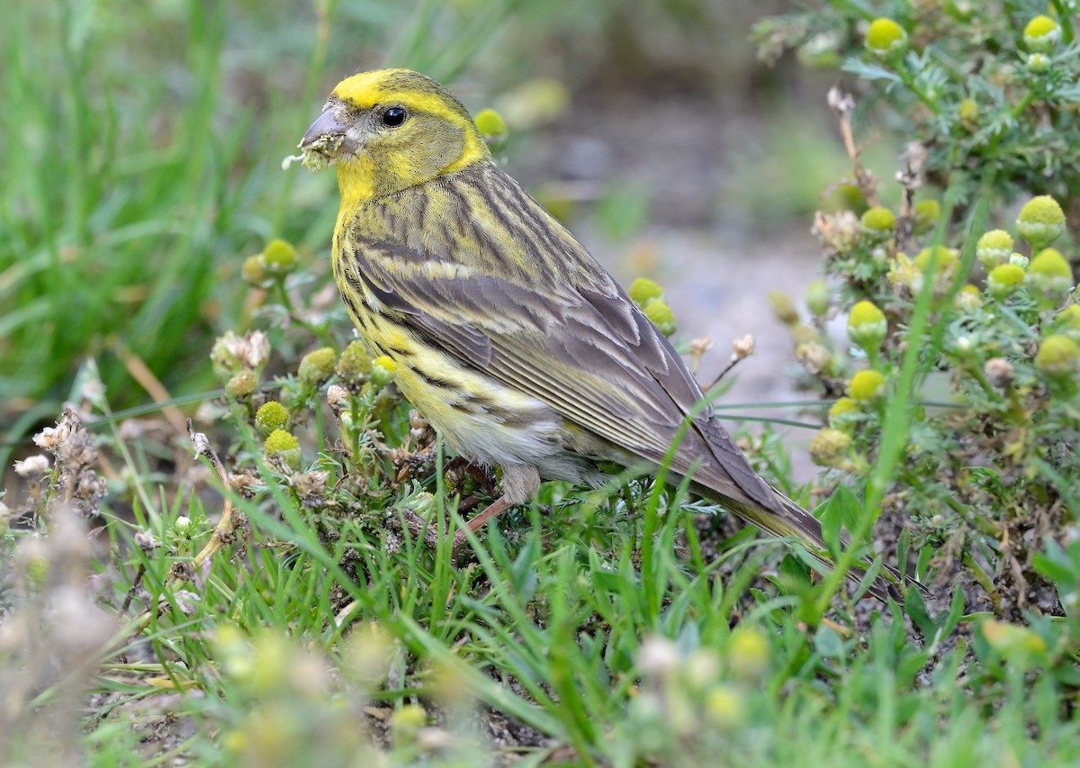 European Serin - Pavel Štěpánek