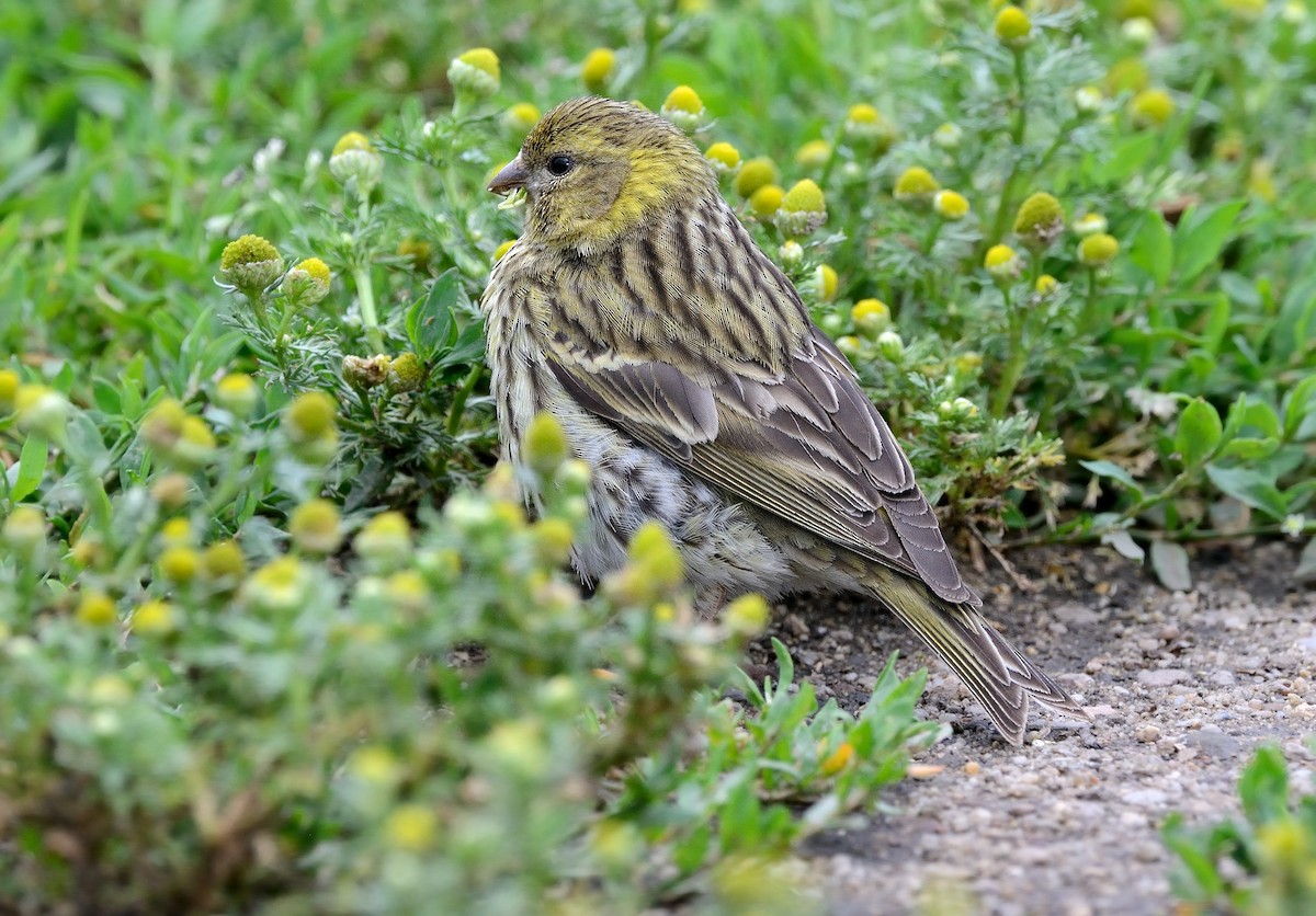 European Serin - ML246484291