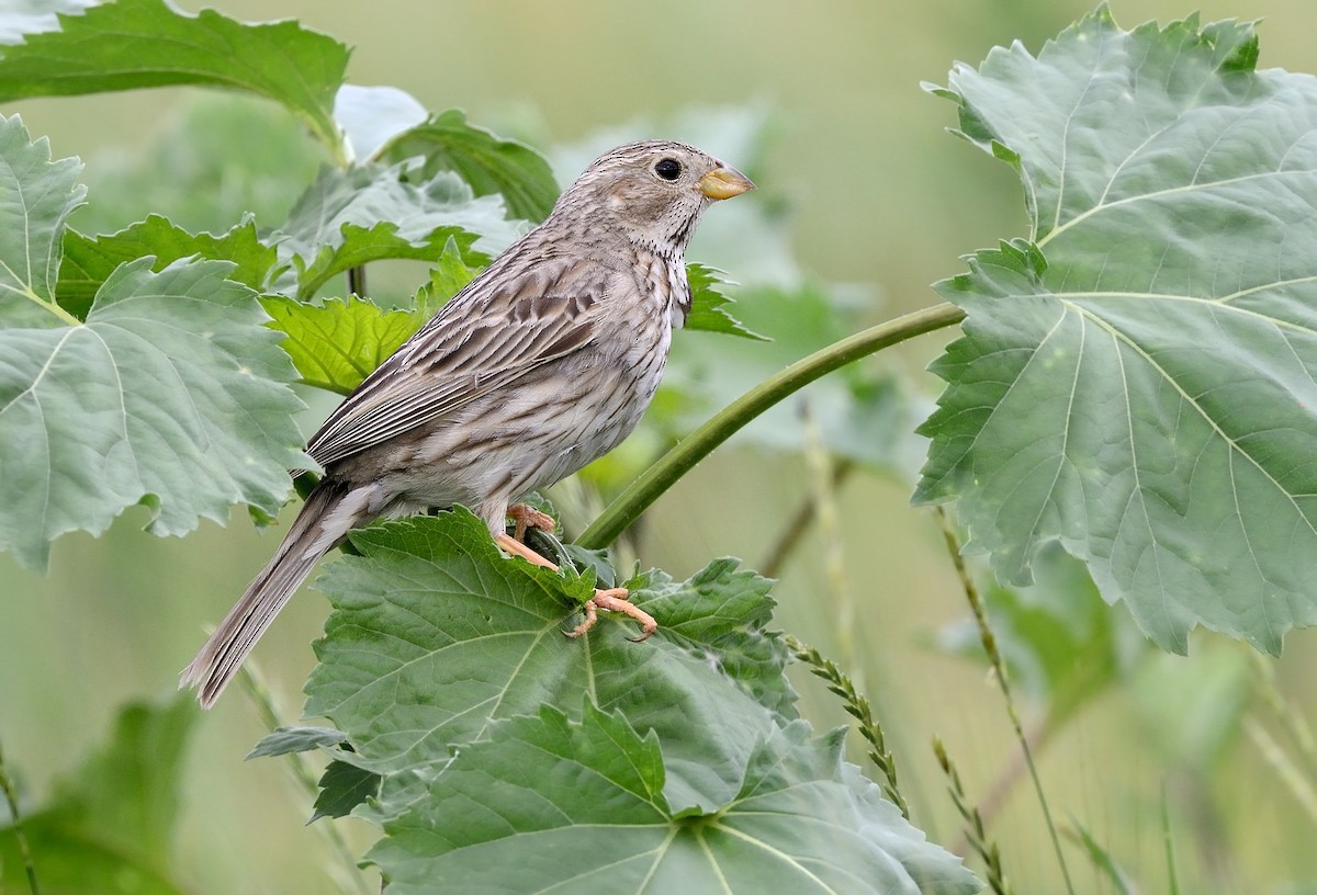 Corn Bunting - ML246484351