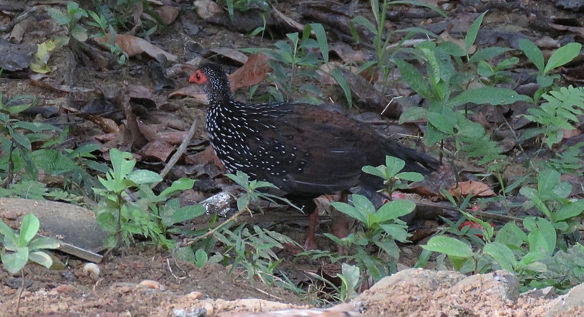 Цейлонская шпорцевая курица - ML246485141