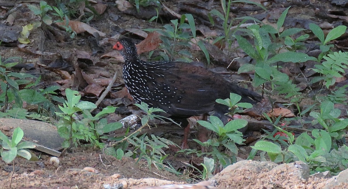 Sri Lanka Spurfowl - Howard Laidlaw