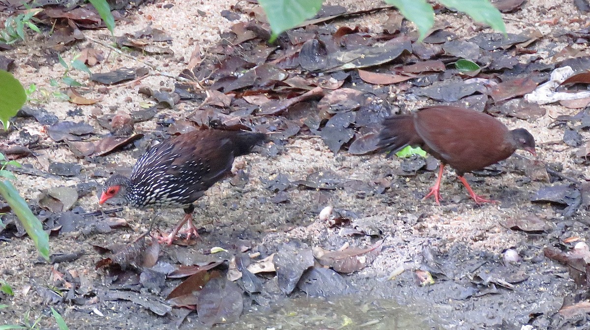 Sri Lanka Spurfowl - ML246485381