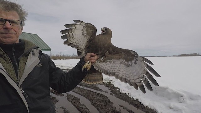 Red-tailed Hawk (calurus/abieticola) - ML246485991