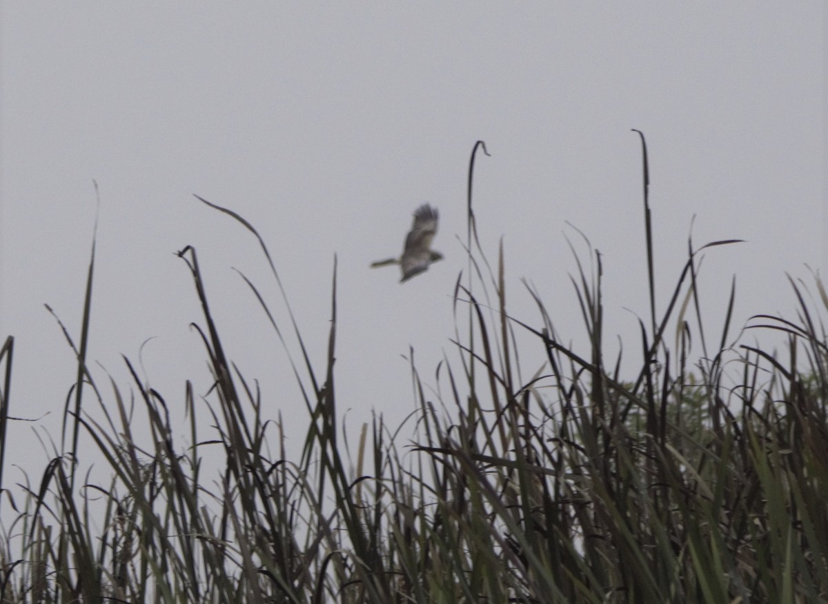 Hen Harrier - Sannidhya De