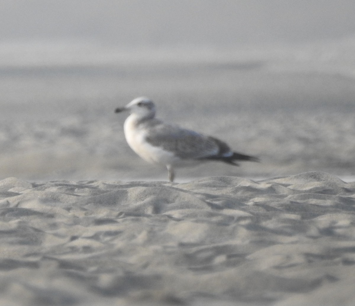 Pallas's Gull - ML246487391