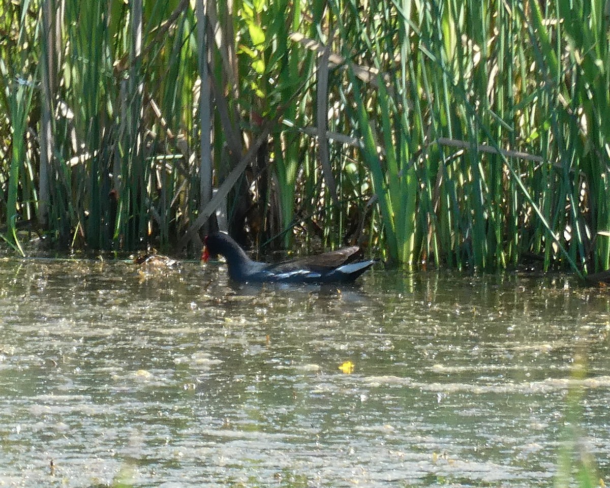 Common Gallinule - ML246487451