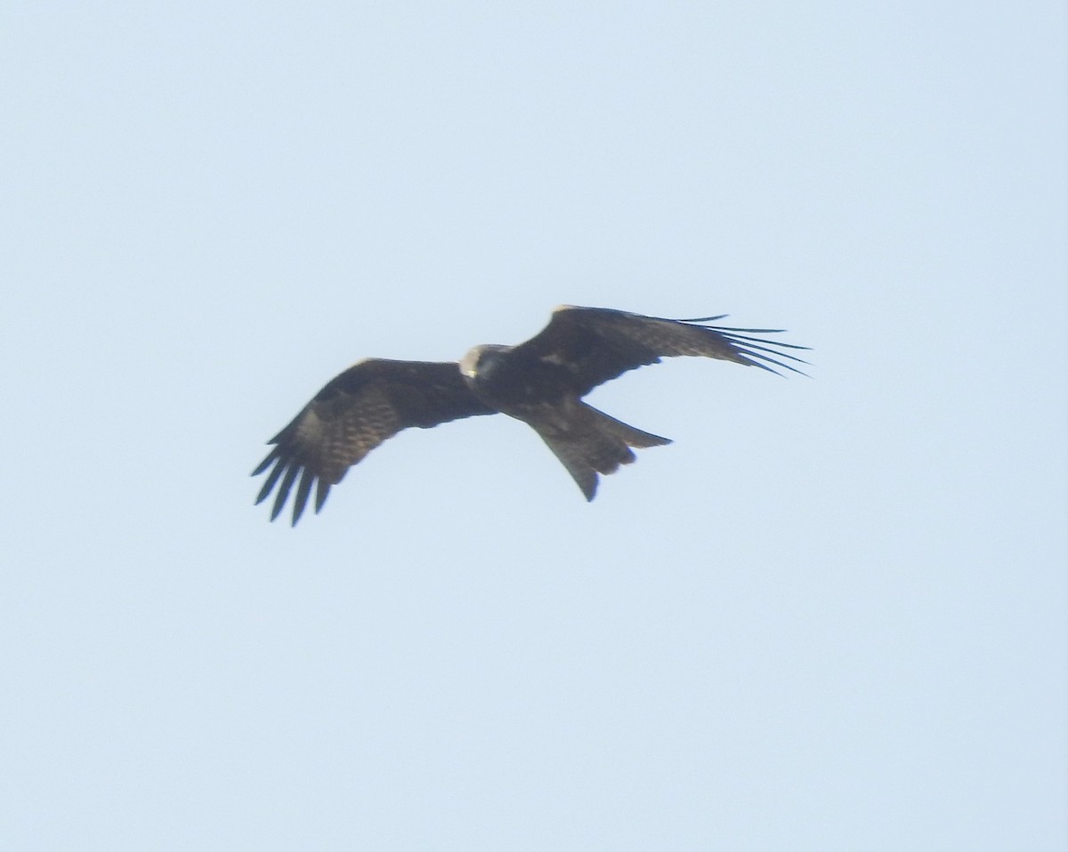 黑鳶(黑耳) - ML246489541