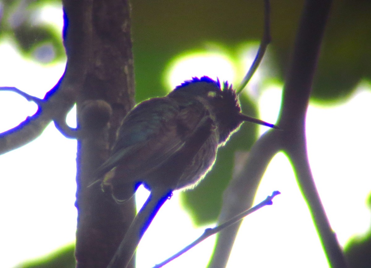 Violet-headed Hummingbird - ML246489841