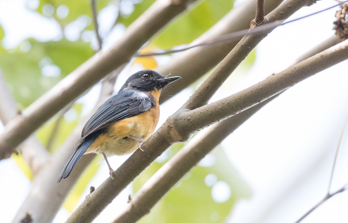 Sulawesi Blue Flycatcher (Sulawesi) - ML246491041