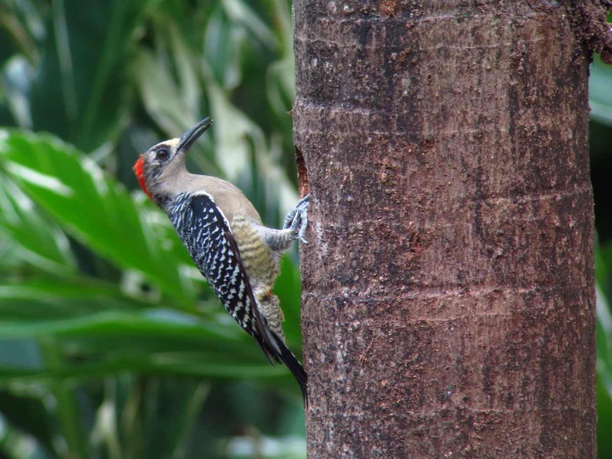 Black-cheeked Woodpecker - ML246491521