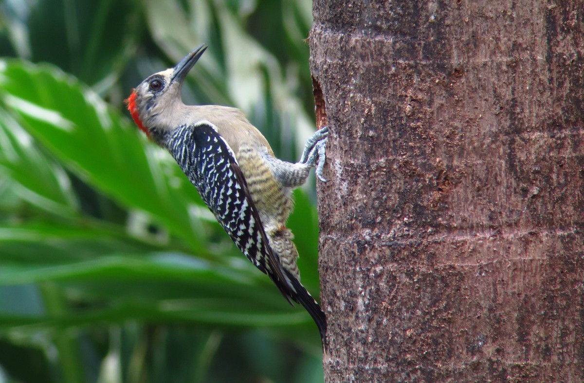 Black-cheeked Woodpecker - ML246491551