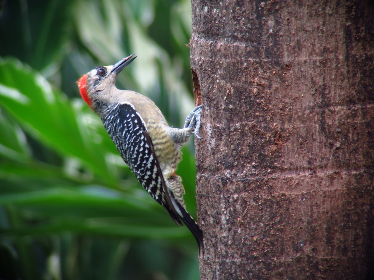 Black-cheeked Woodpecker - ML246491581