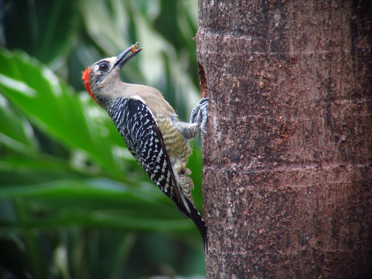 Black-cheeked Woodpecker - ML246491611