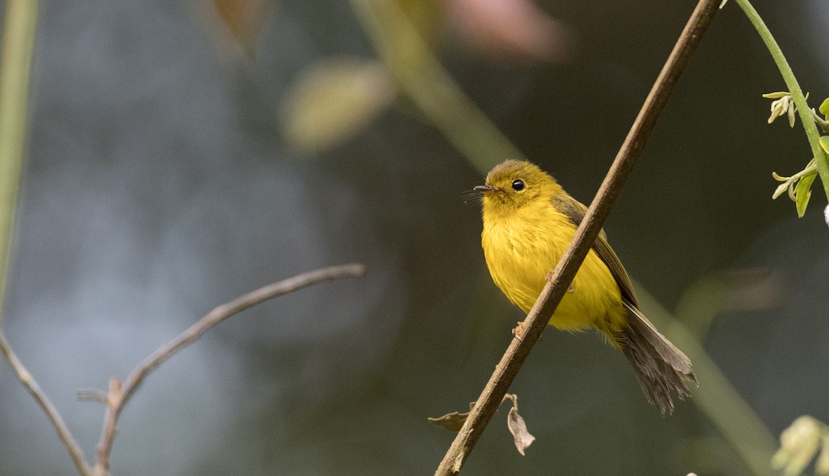 Citrine Canary-Flycatcher - ML246491821