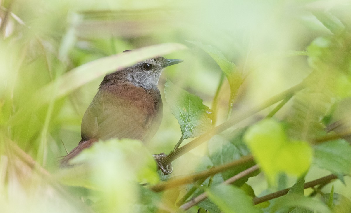 Sulawesi Bush Warbler - ML246491831