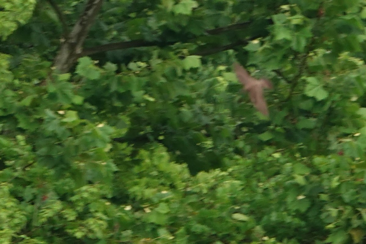 Northern Rough-winged Swallow - ML246491851