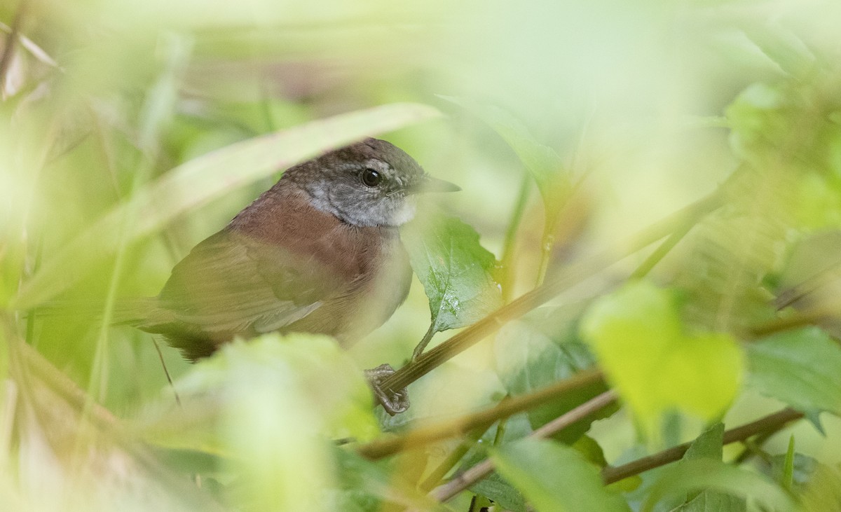 Sulawesi Bush Warbler - ML246491861