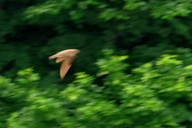 Northern Rough-winged Swallow - ML246491971