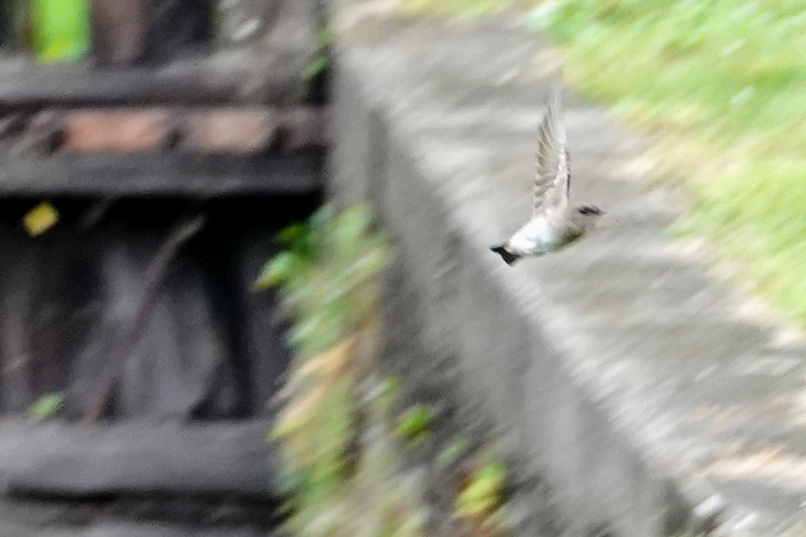 Northern Rough-winged Swallow - ML246492251