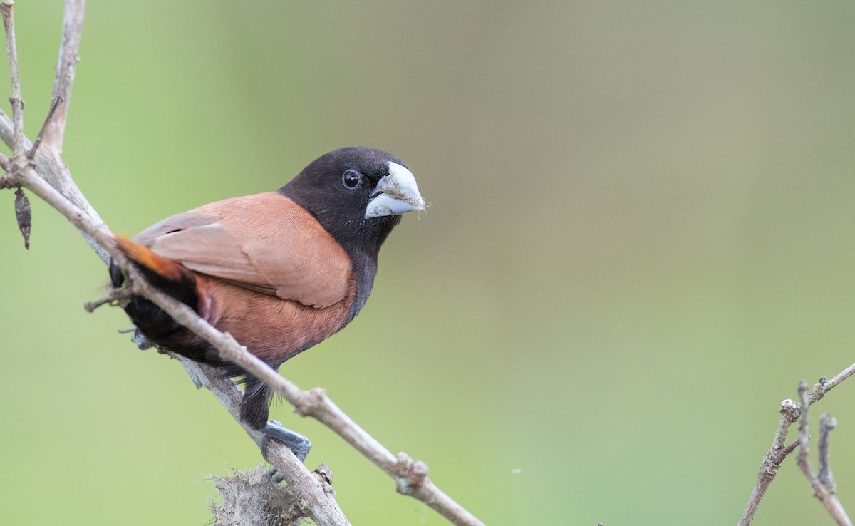 Chestnut Munia (Chestnut) - ML246492671