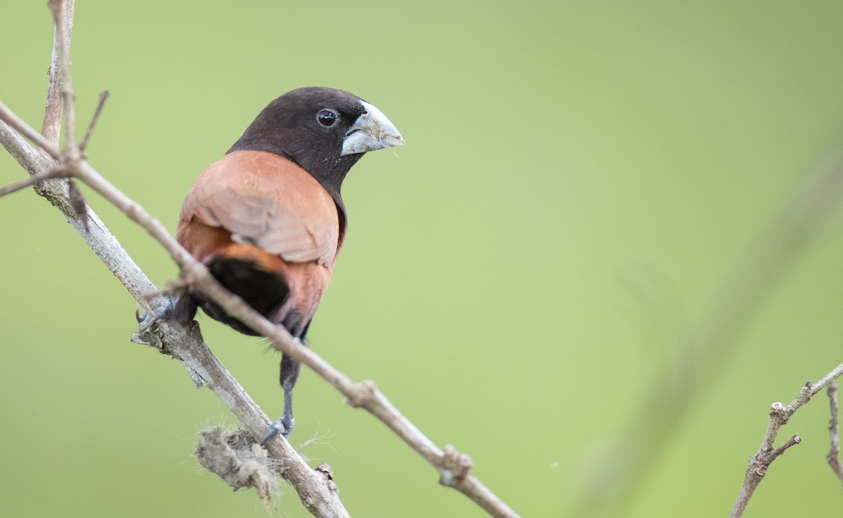 Chestnut Munia (Chestnut) - ML246492681