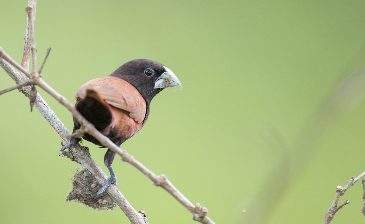 Chestnut Munia (Chestnut) - ML246492711