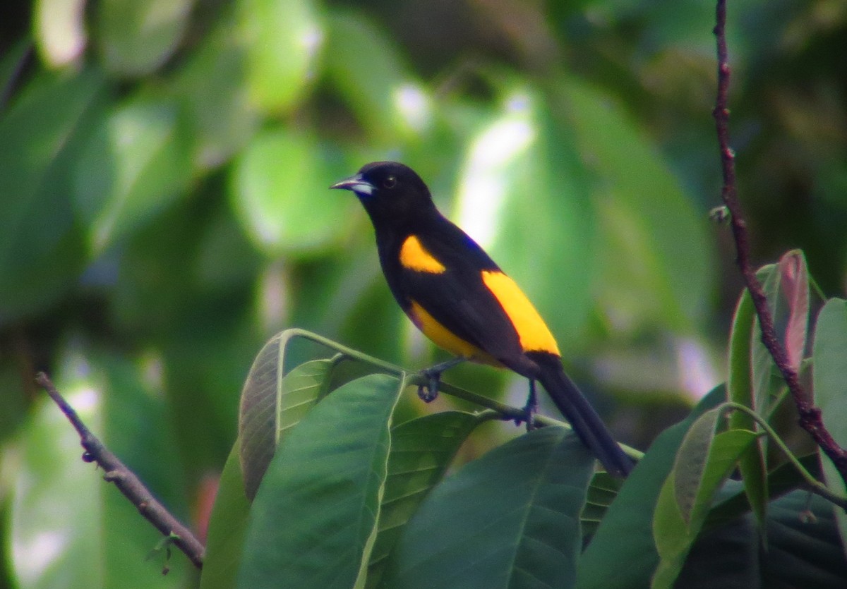 Black-cowled Oriole - ML246492851