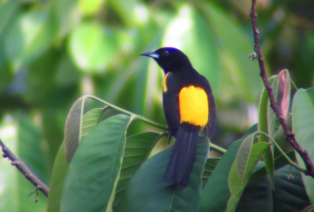 Black-cowled Oriole - ML246492991