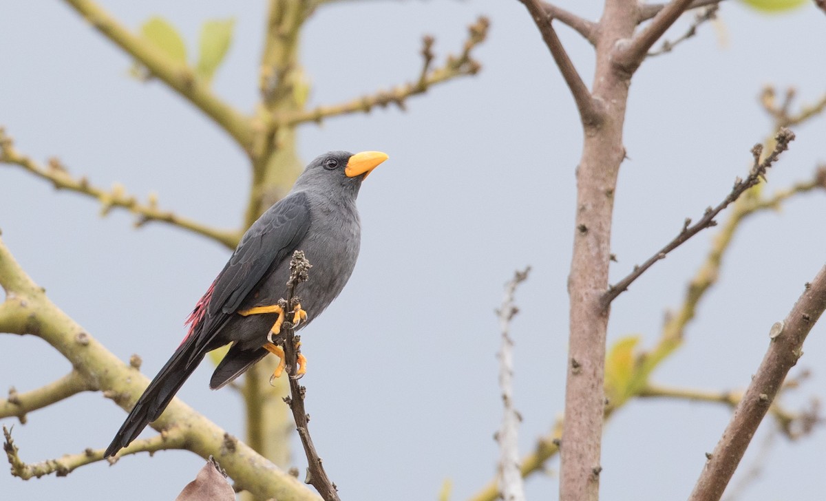 Finch-billed Myna - ML246493121