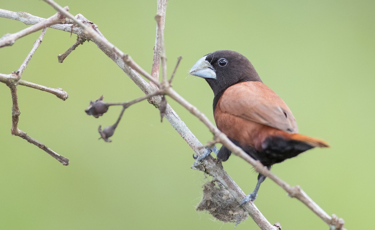 Chestnut Munia (Chestnut) - ML246493201