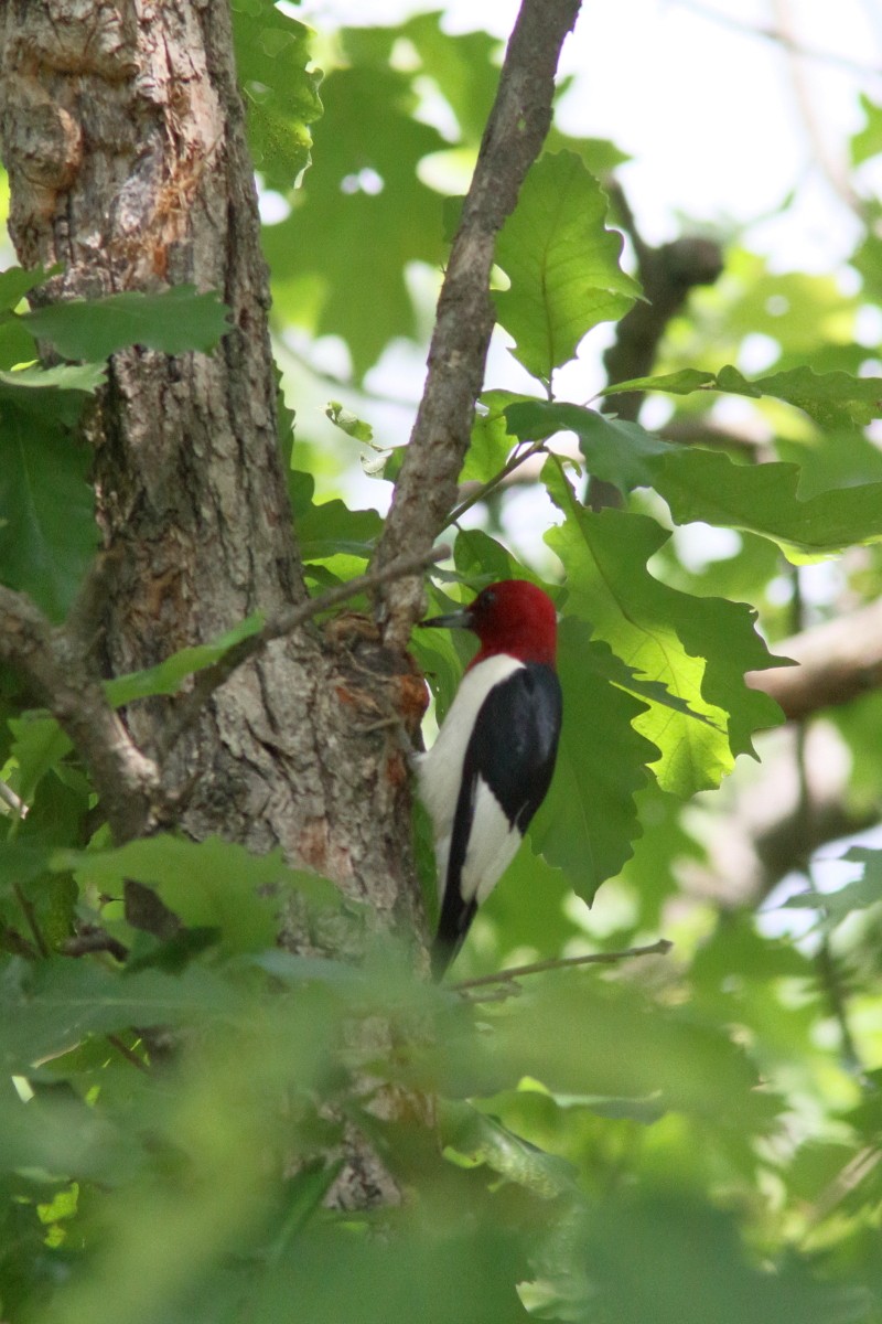 Red-headed Woodpecker - ML246493911