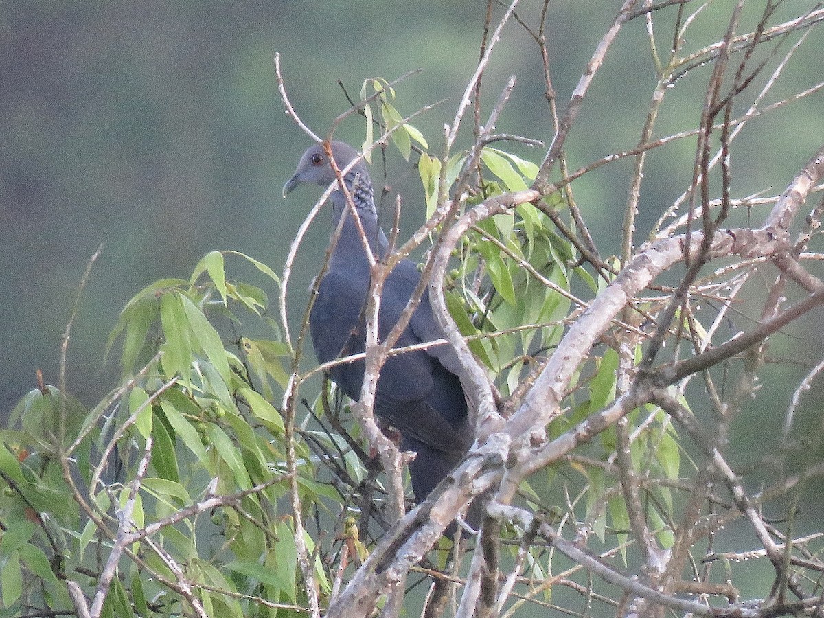 Sri Lanka Wood-Pigeon - Howard Laidlaw