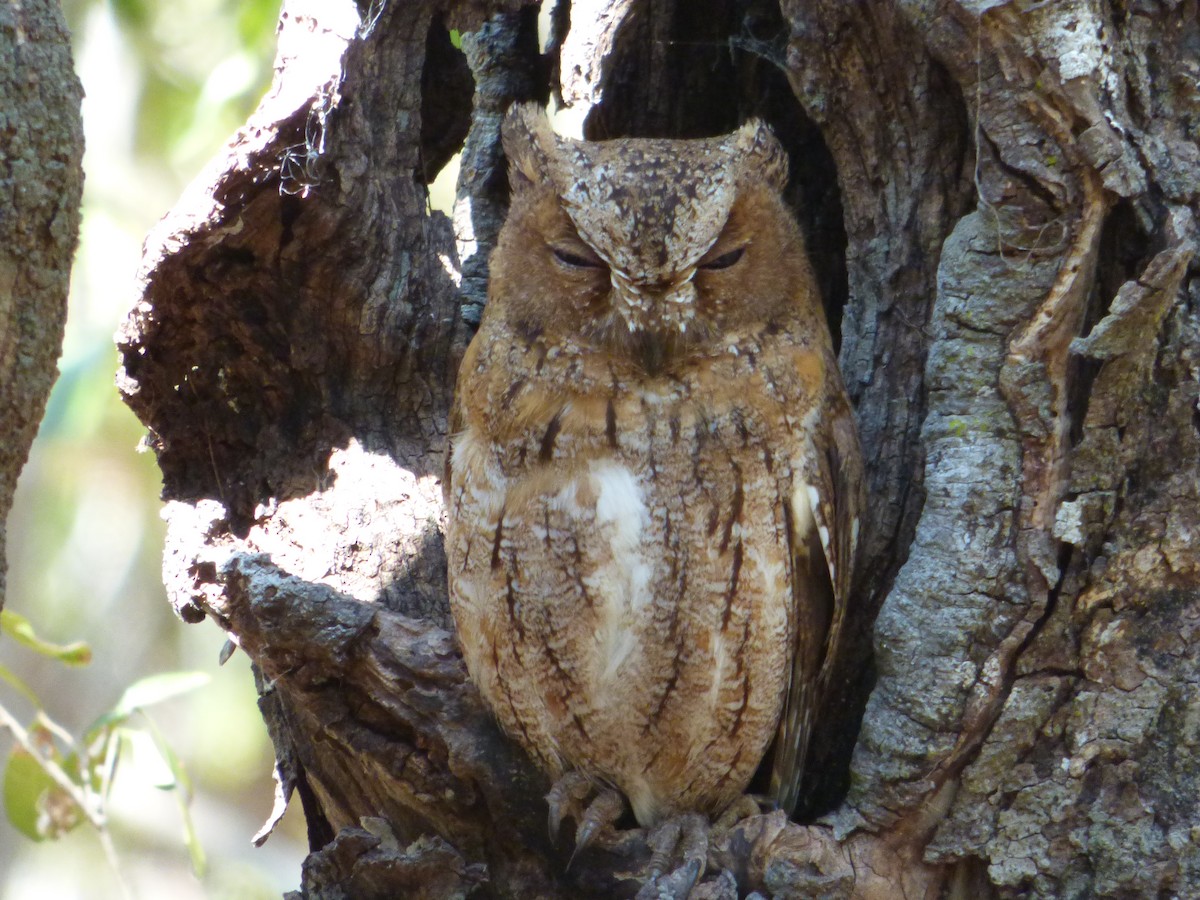 Madagascar Scops-Owl (Torotoroka) - Randy Yuen