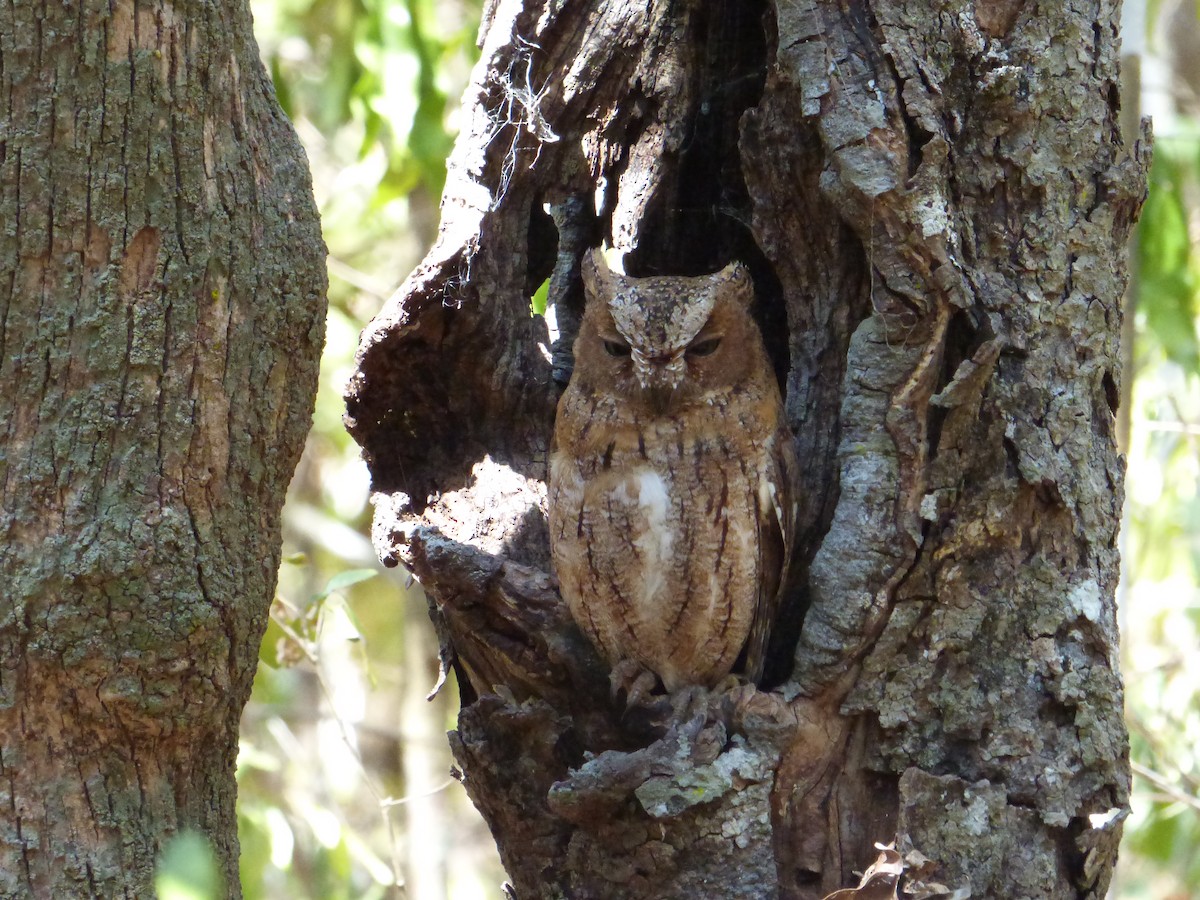Madagascar Scops-Owl (Torotoroka) - ML246495451