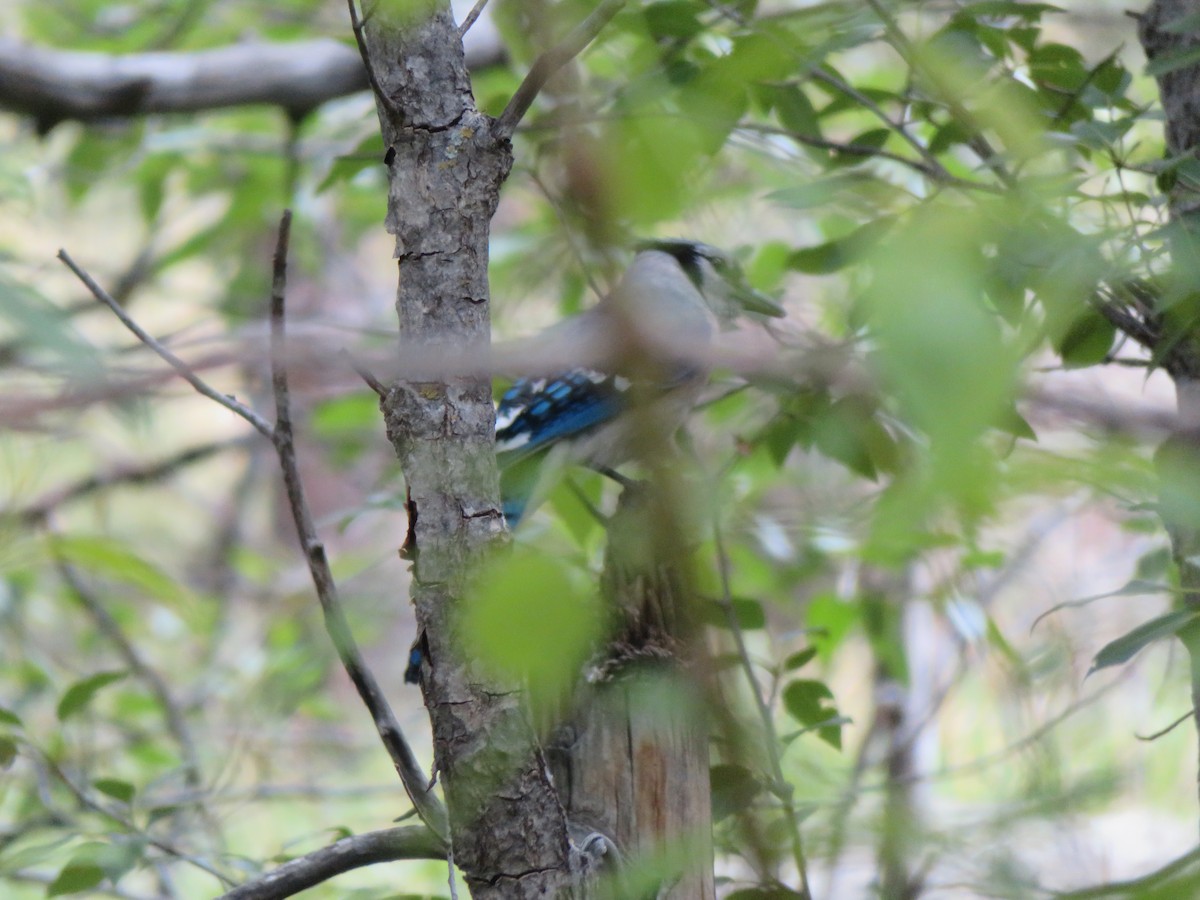 Blue Jay - ML246496661