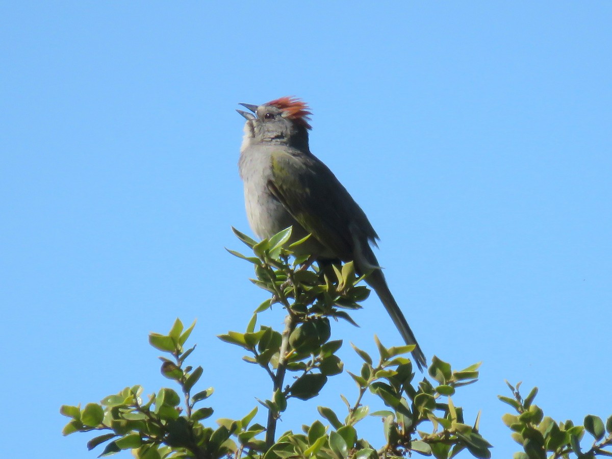 Green-tailed Towhee - ML246499041