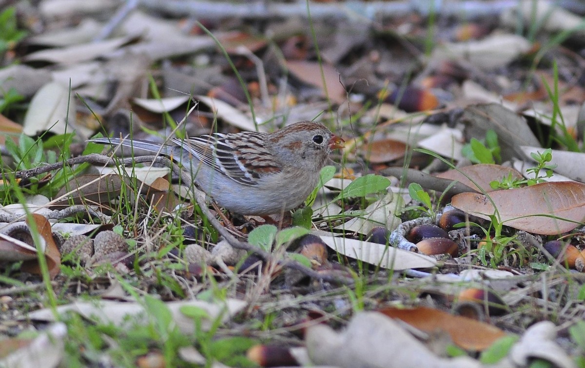 Field Sparrow - Tom Crabtree
