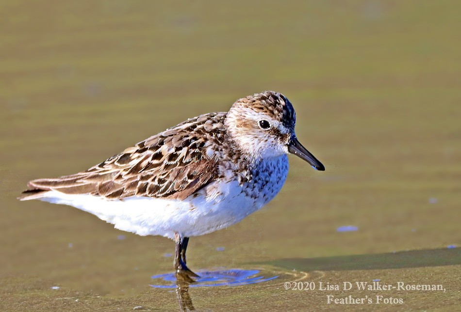 Semipalmated Sandpiper - Lisa Walker-Roseman