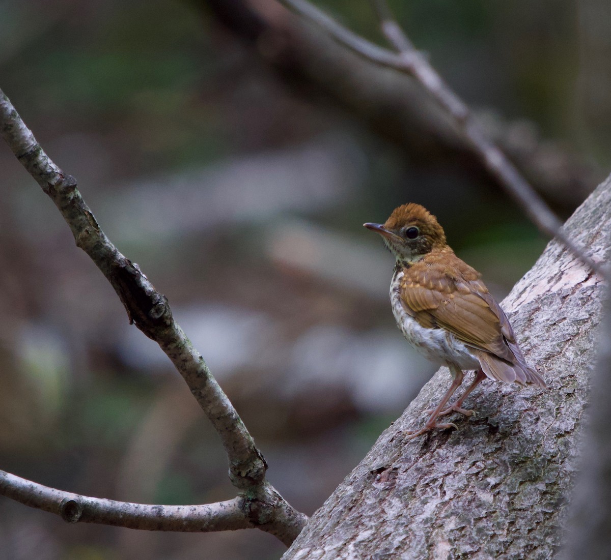 Veery - ML246502541