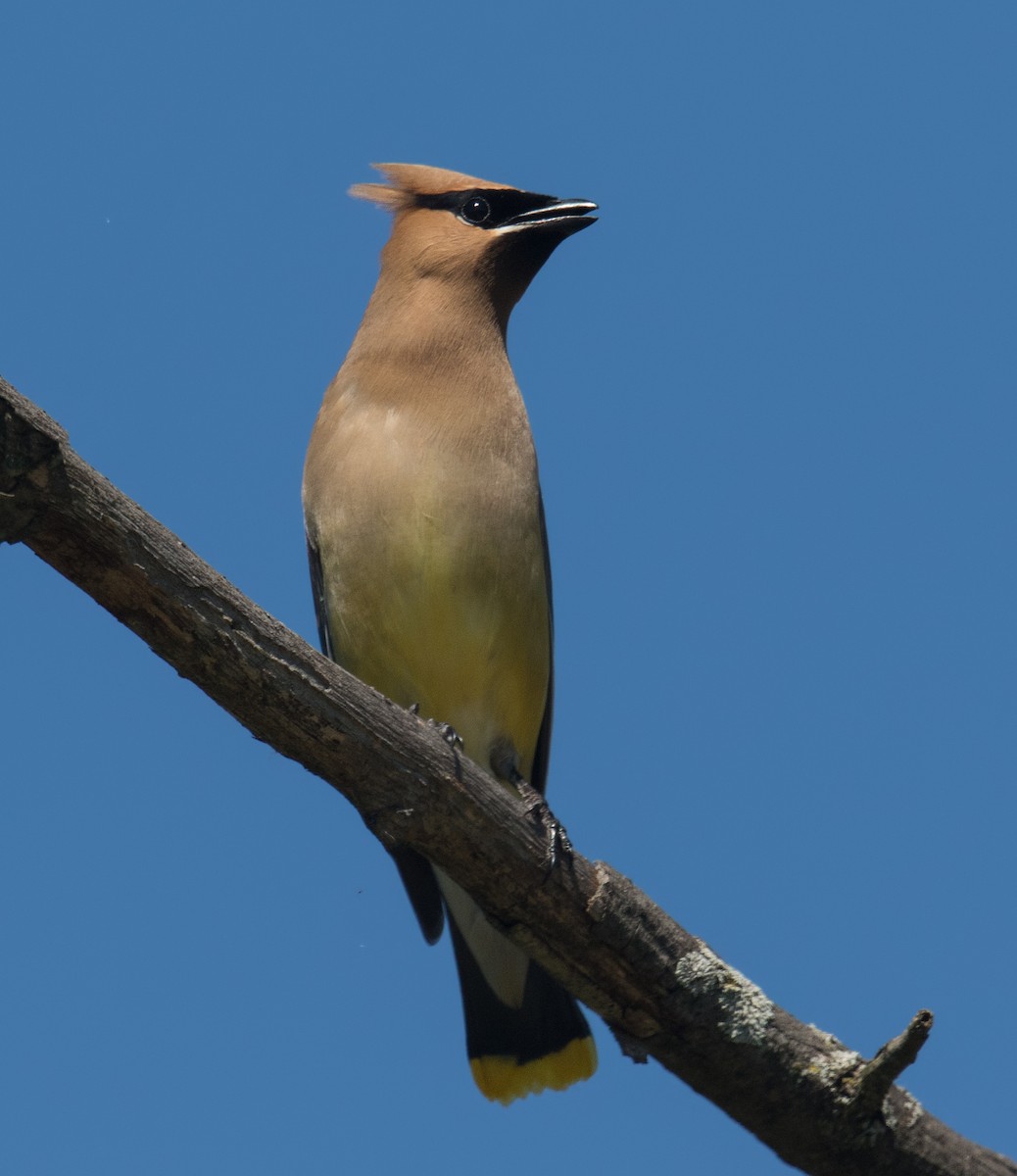 Cedar Waxwing - ML246503831