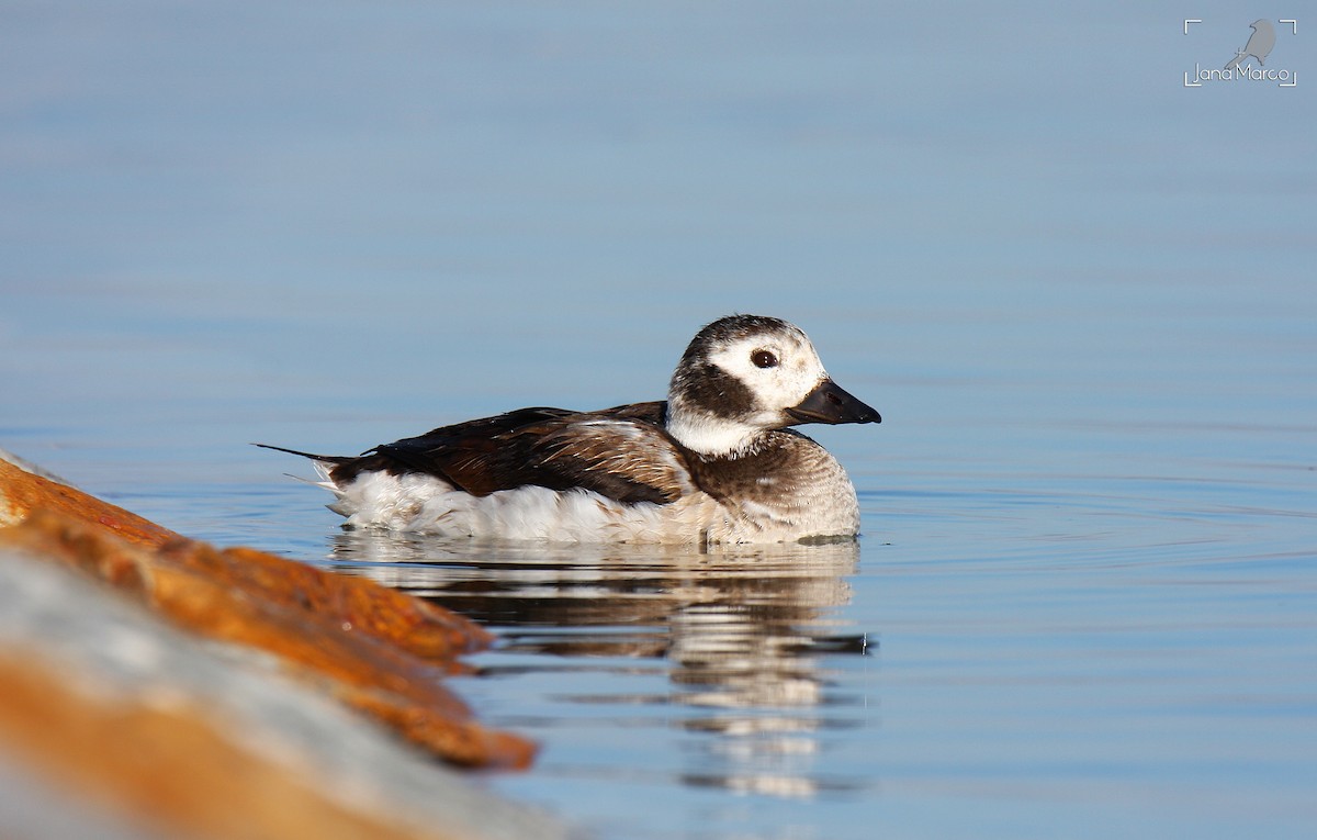 Long-tailed Duck - Jana Marco