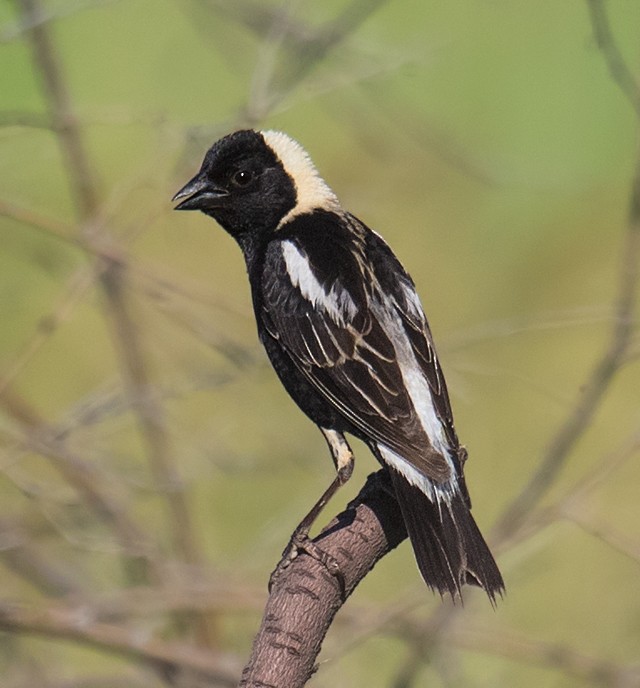 Bobolink - ML246504001