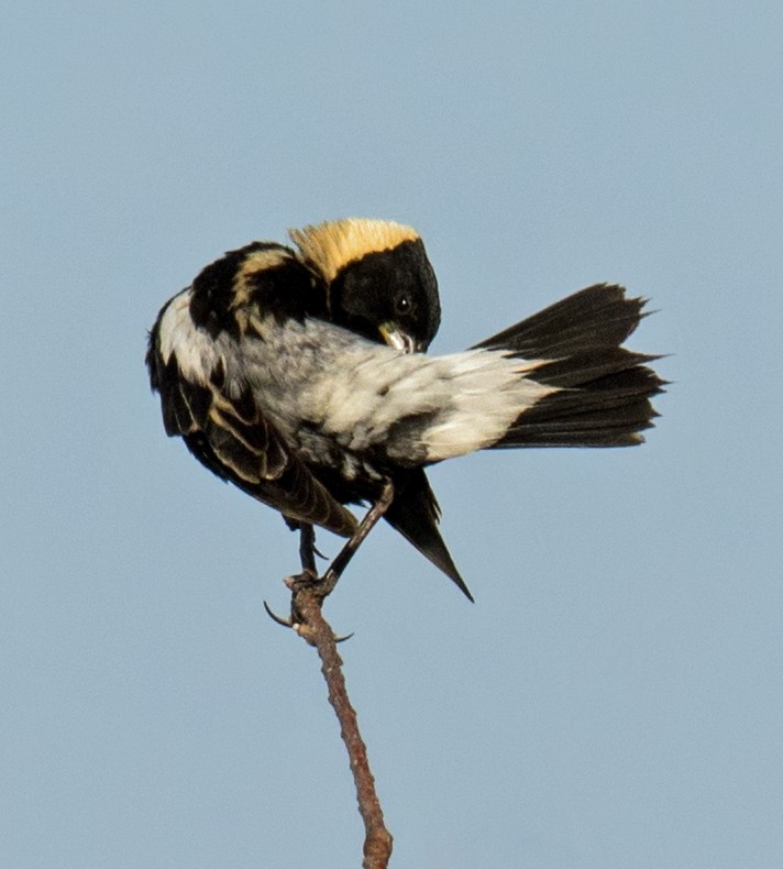 Bobolink - ML246504241